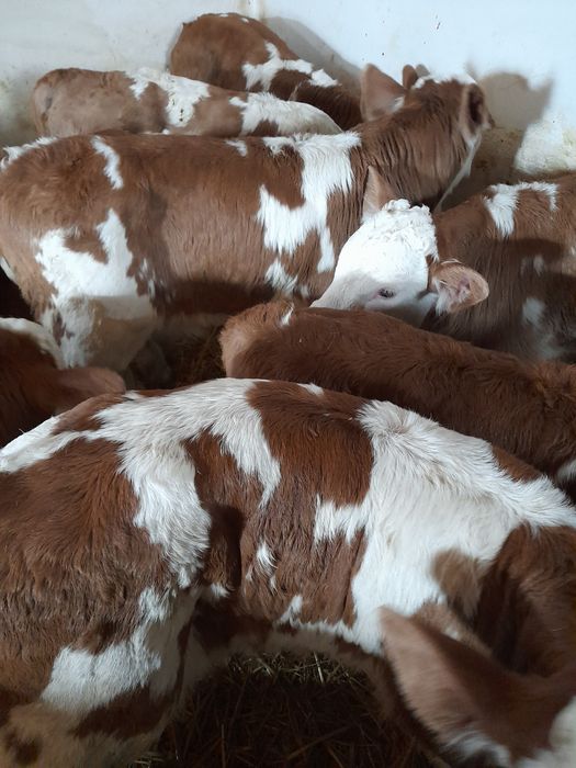 Taurasi si vitele baltati