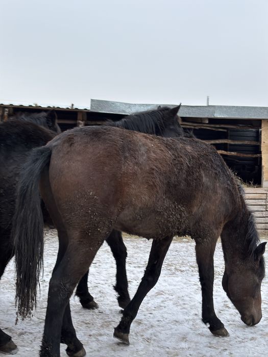 Скотовоз 4.20 с трапом