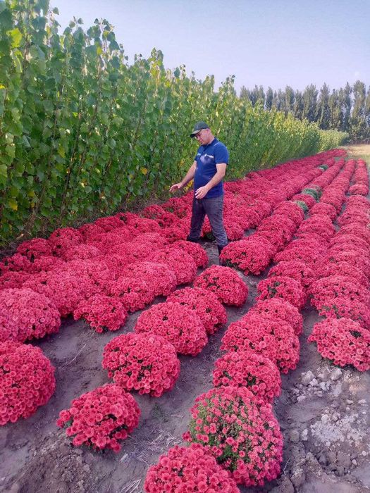 Декоратив кучатлар