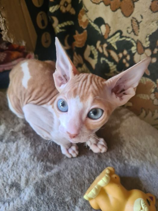 Продам котенка девочка