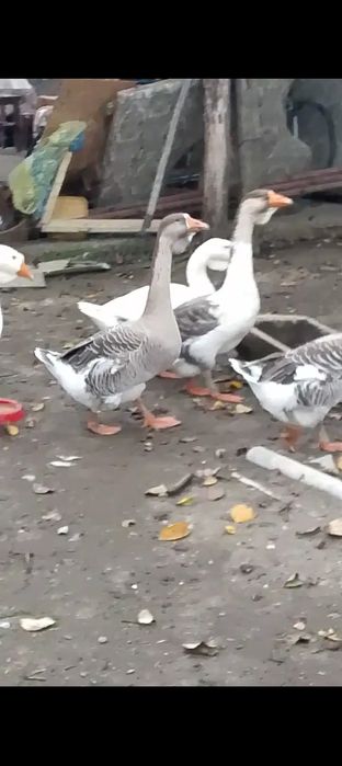 Gâște metis holmogor