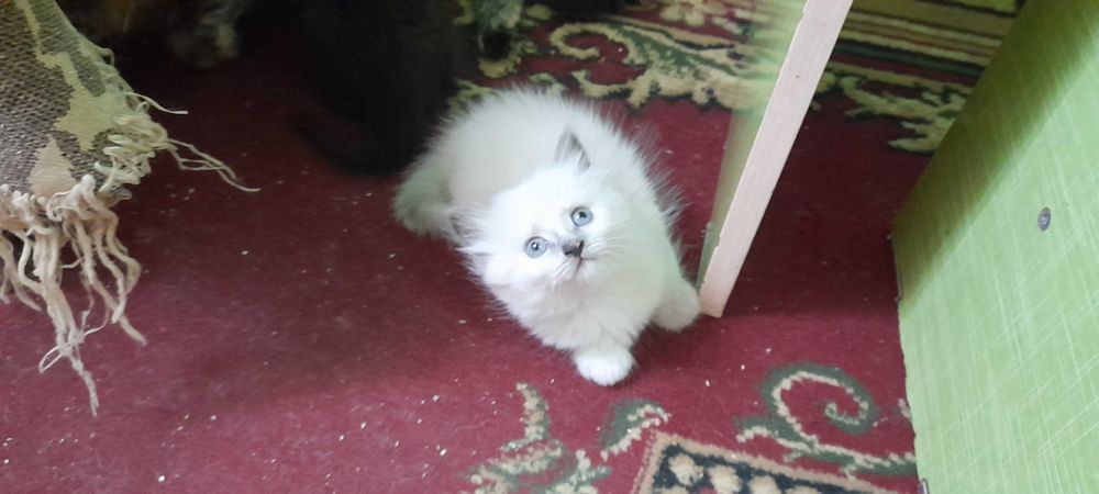 Отдам котят даром