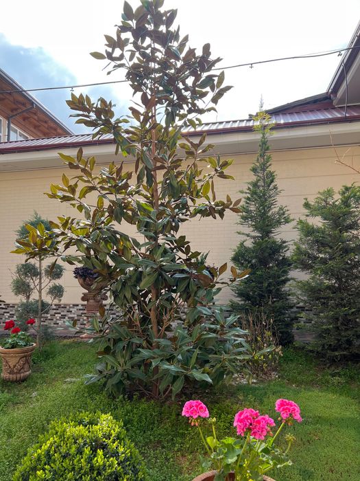 Магнолия сими летная для вашего сада