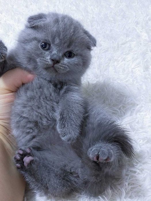 вислоухие  девули.пареньки.