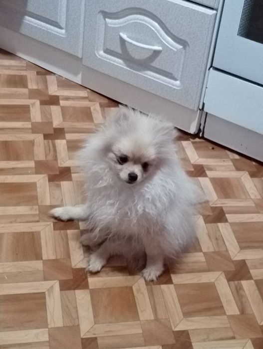 Продаётся щенок померанского шпица мальчик. Возраст 4 месяца ,привит