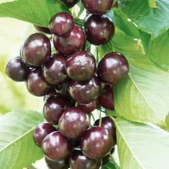 Pomi Fructiferi Columnari (Cireș)