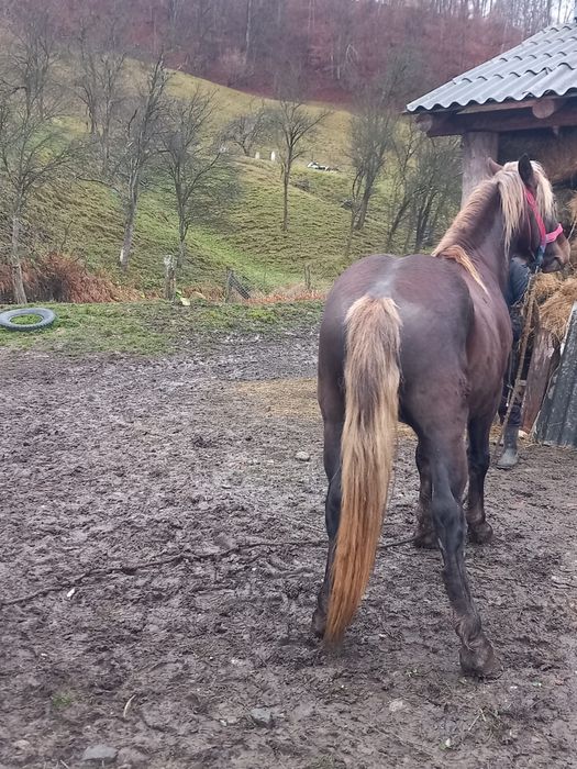 Vând mânz de 2 ani jumate nr (0763) 576 989