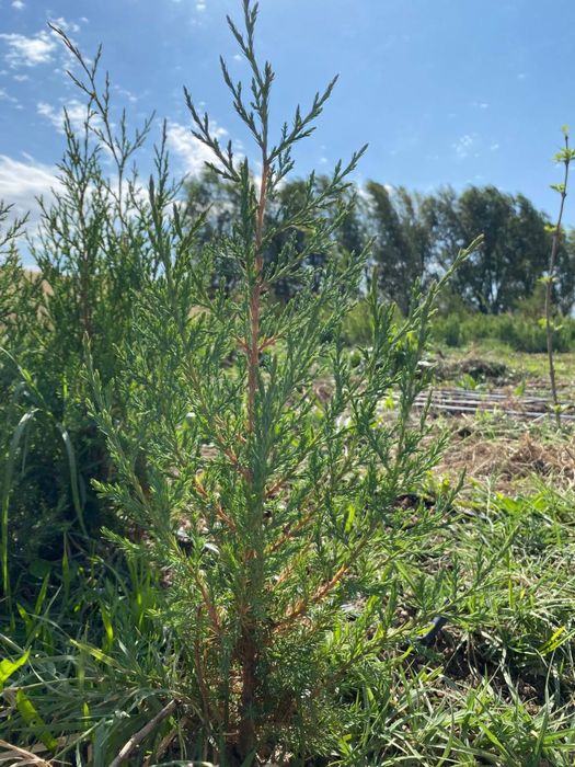 Можжевельник трехгодичный