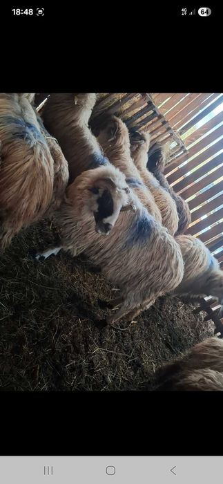 De vânzare la pret bun