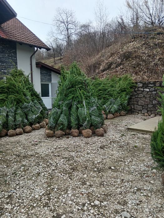 Chiparos Leylandii GIGANT!