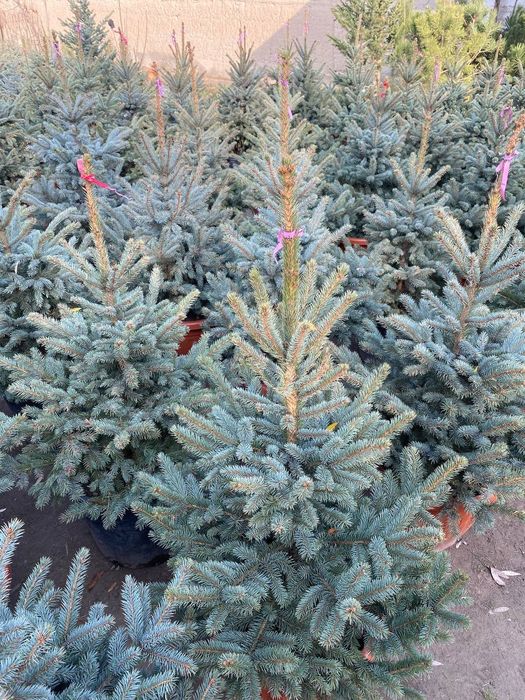 Галубой йел полша