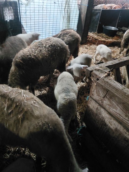 Vand 70 de oi , o parte din ele fatate