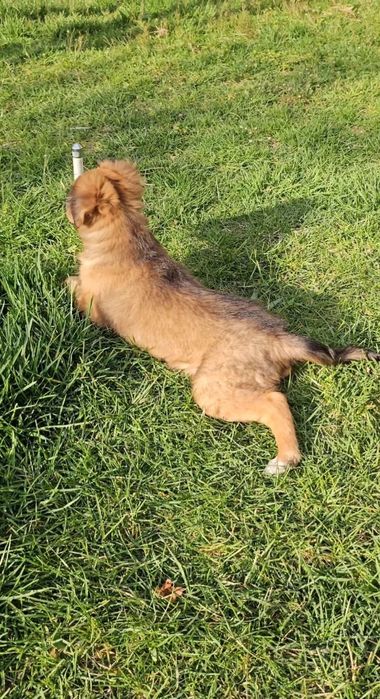 Собачка для хороших людей