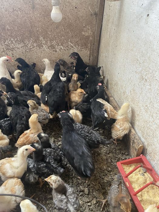 Pui de găină rasă mixtă Cojocaru • OLX.ro