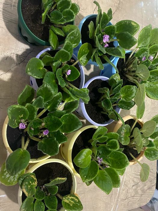 Продам комнатные цветы