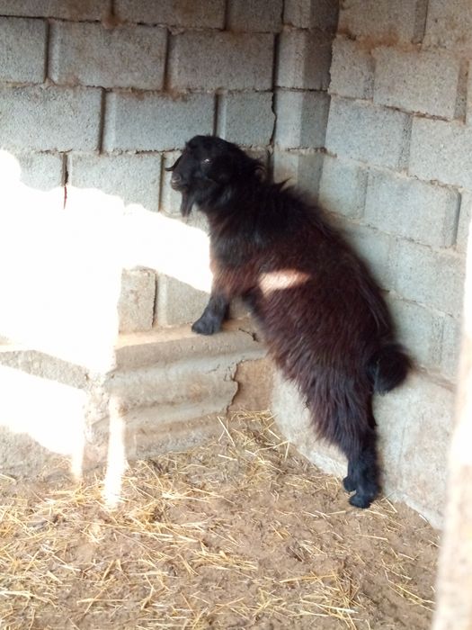 Ламанша,  1жарым жасар