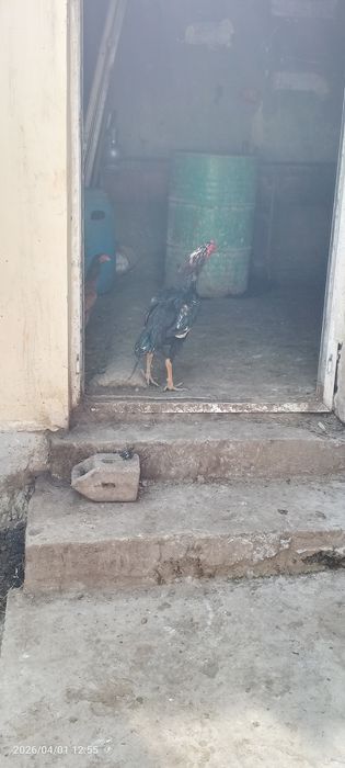 Bir juft dakan sotiladi