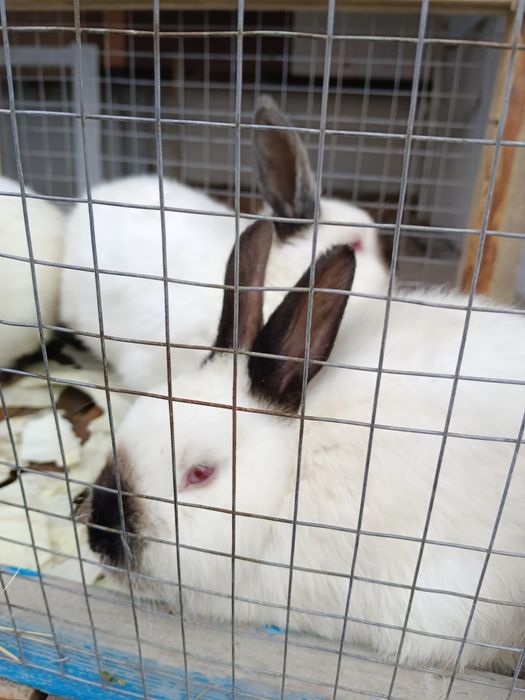 Продаются кролики