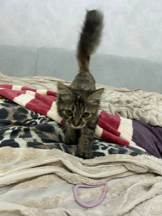 Отдам котенка в добрые руки