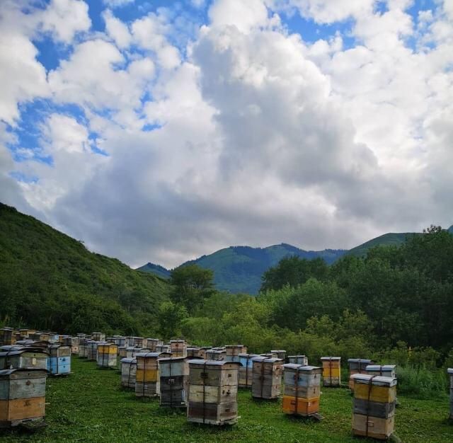 Мёд ВКО, чистый мед 100%