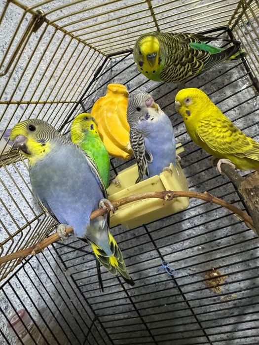 Попугай волнистый