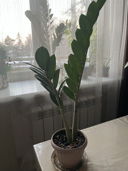 Продам цветок Замиокулькас