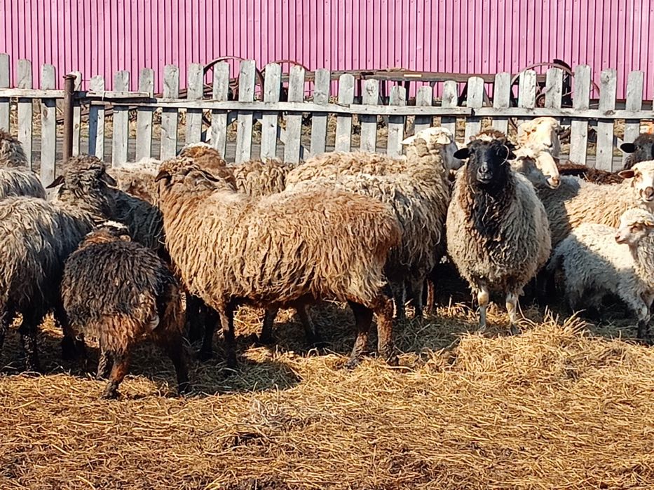 Продам овечек на развод