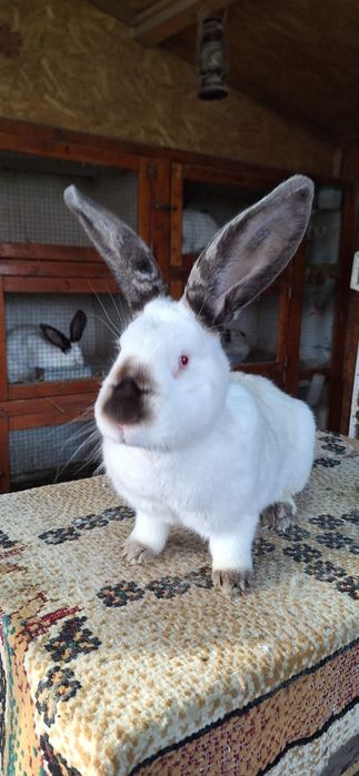 Femele mature Urias de Transilvania