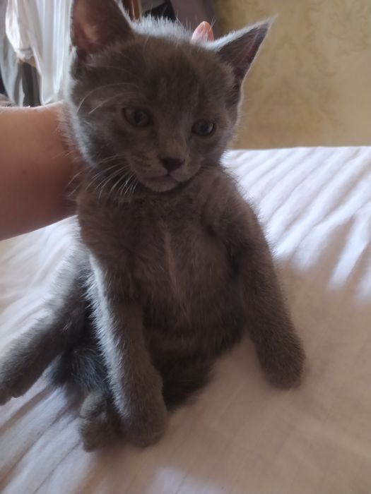 наша маликая британская катонок хочет добрую семью