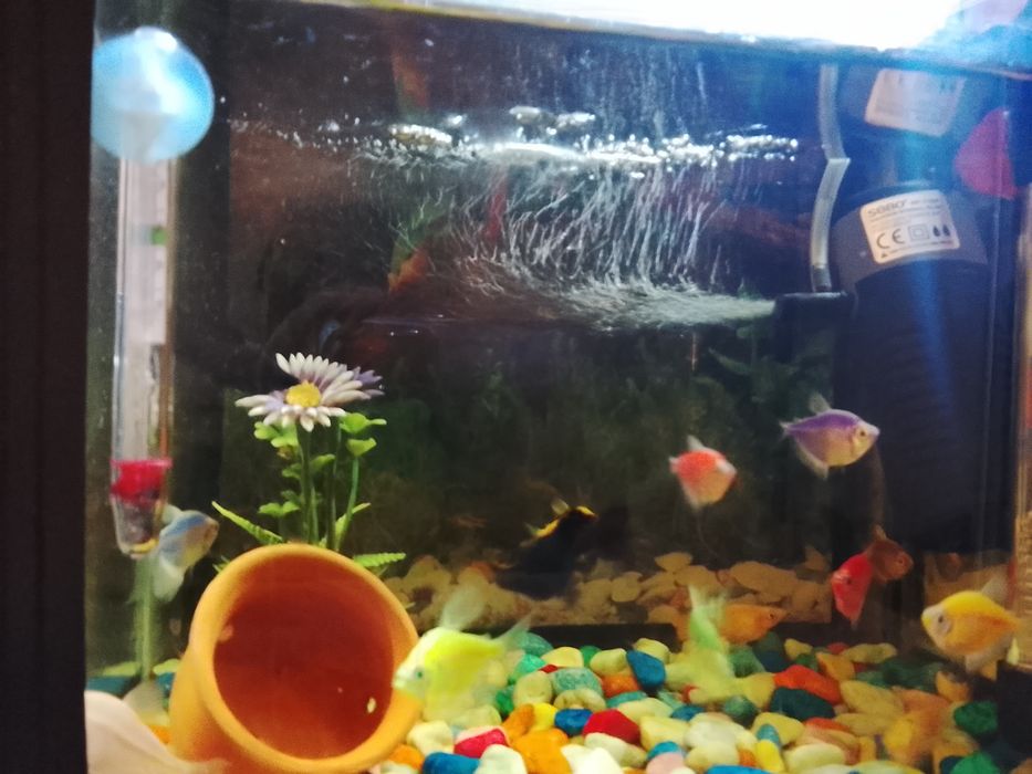 Akvarium mirni baliqlar sotiladi