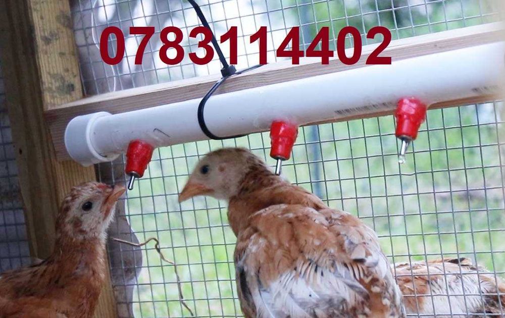 Adapatori Niplu gaini pui rate gaste prepelite pasari-3 lei buc - 3G