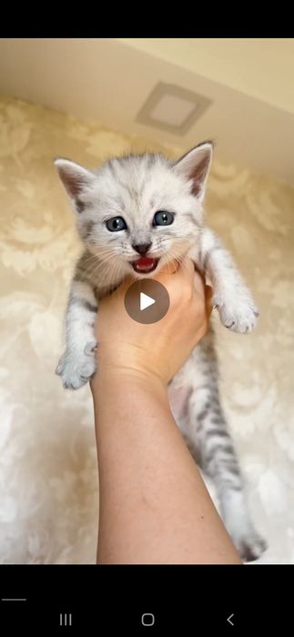 Катята Britaniakiy seribristiy shinshilla