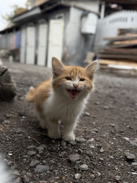 Отдам котят бесплатно