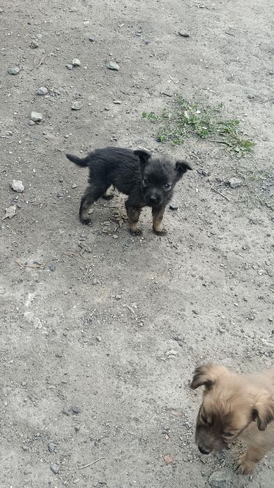 Отдаю в хорошие руки