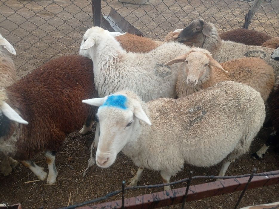 Меринос саулық қойлар сатам