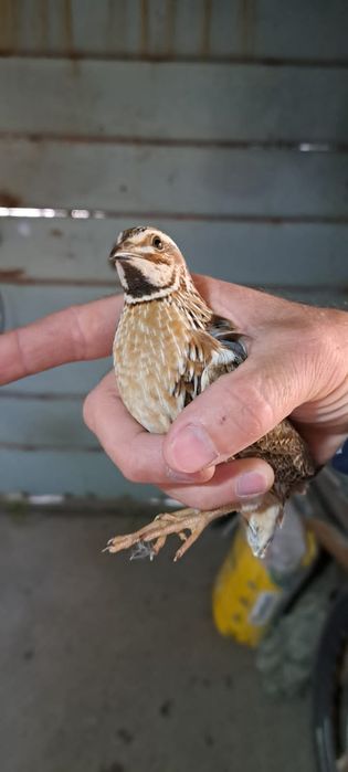 Зоомагазин Золотая рыбка продаёт певчие перепелки цена с клеткой