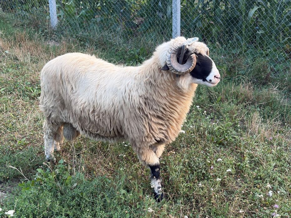 Berbec breaz mior și doi berbeci de anul acesta