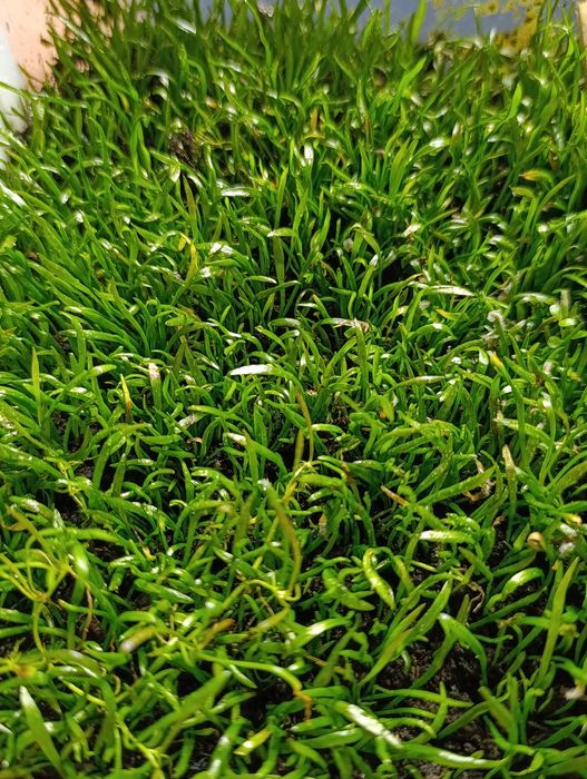 Plante de acvariu