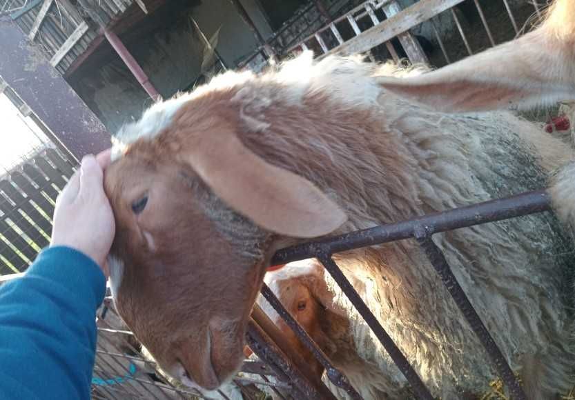 2 berbeci israelieni, aduși din Turcia, de vânzare