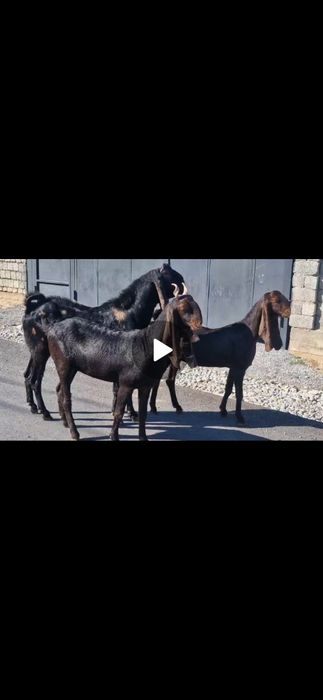 Ешкі теке ешкі козы