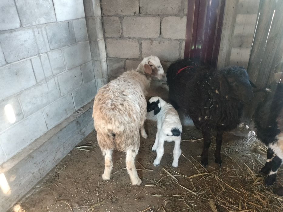 Продам баранов п