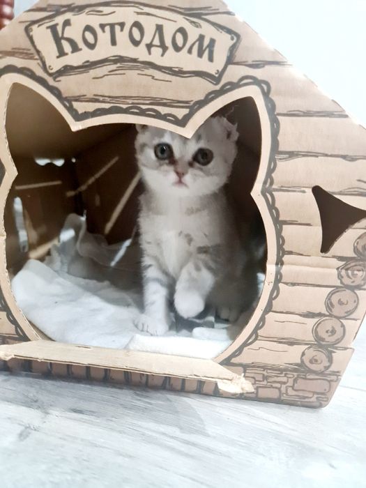 Британцы и шотландцы