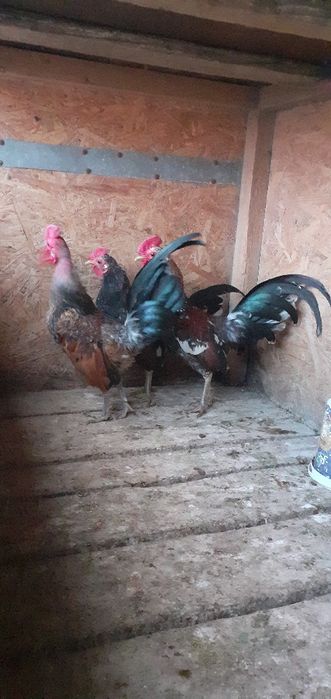 продам карликовых петушков