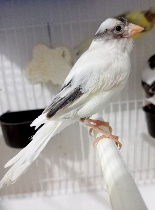 Kanareka avle moda sotladi