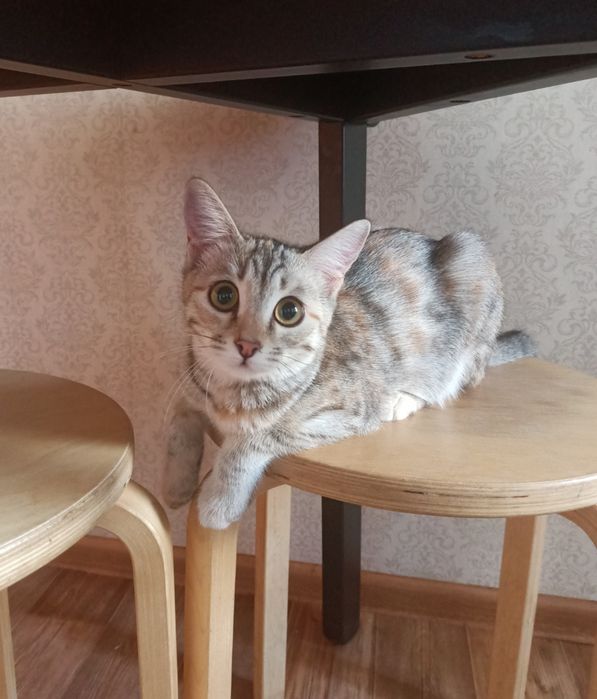 Срочно отдам кошку