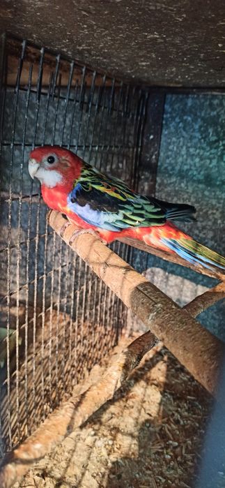 Розелла  гранатовая