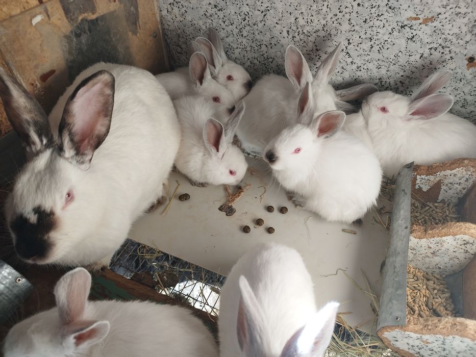Калифорния крольчата. . Куёнлар. Кролики.