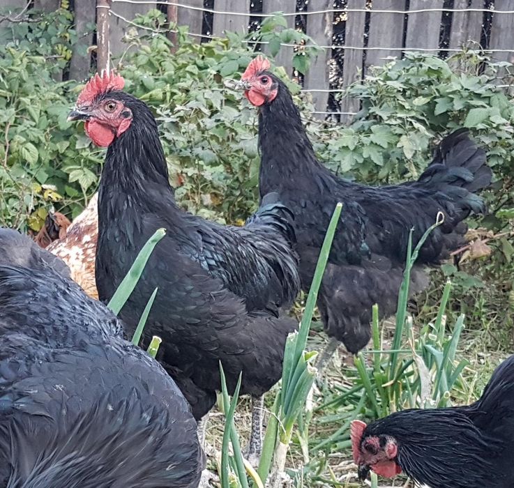 Продам молодых петушков