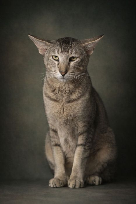 Котята ориенталы