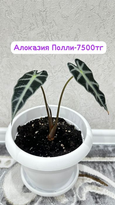 Ель комнатная,Монстерп